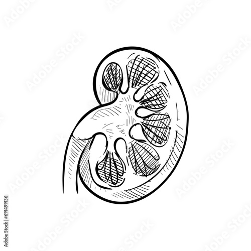 kidney organs handdrawn illustration