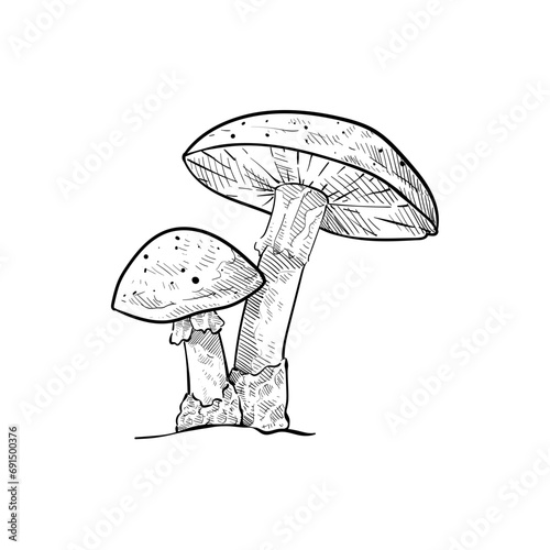 mushroom handdrawn illustration