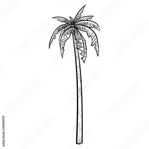 palm tree handdrawn illustration