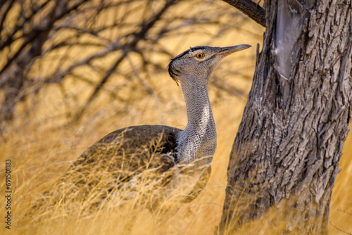 kori bustard (Ardeotis kori), Saltpan, Etosha National Park, Namibia