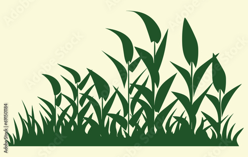 Corn plantation. Vector illustration of sweet corn sprouting in field