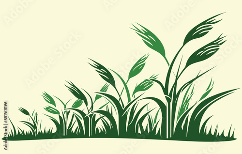 Corn plantation. Vector illustration of sweet corn sprouting in field