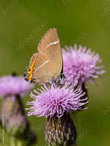 White-letter Hairstreak Feeding on Creeping Thistle