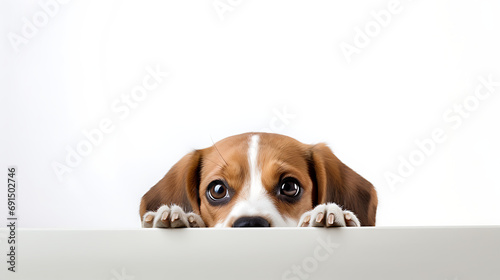 playfully peeking dog Beagle isolated on a white background. Only its curious eyes and the tip of its nose visible. © LiezDesign