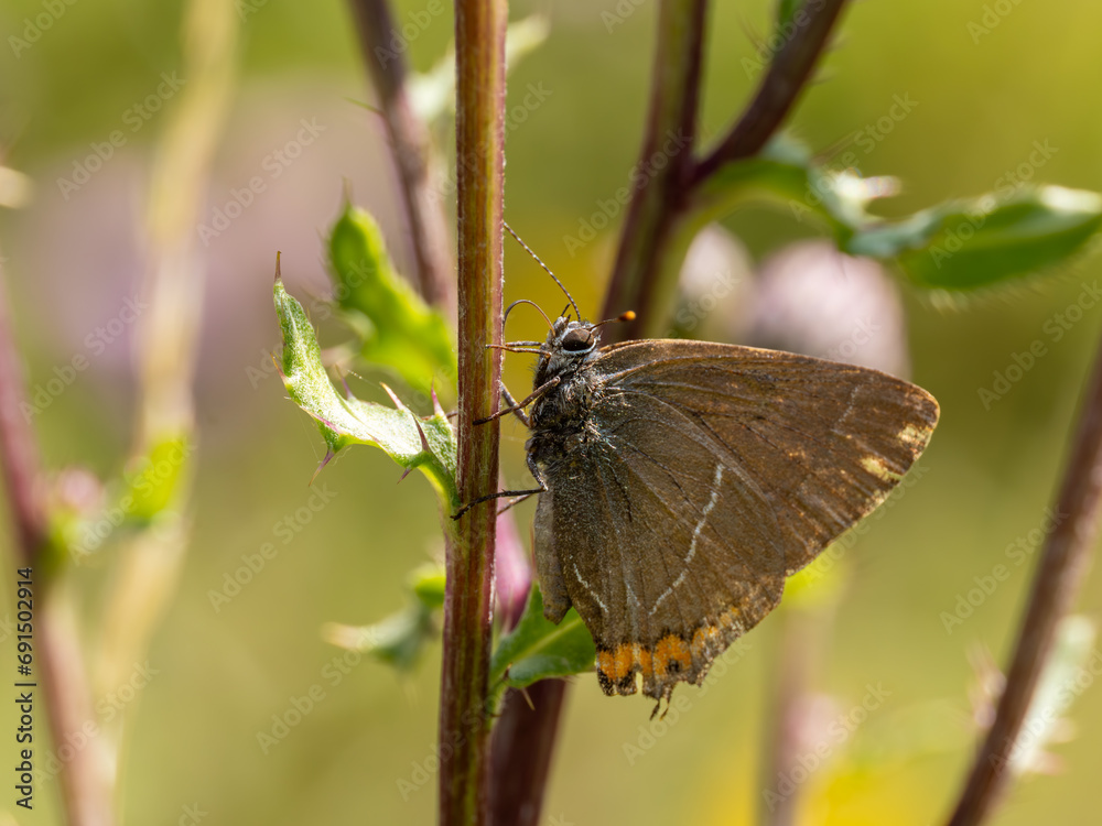 White-letter Hairstreak Feeding on Creeping Thistle White-letter Hairstreak Feeding on Creeping Thistle
