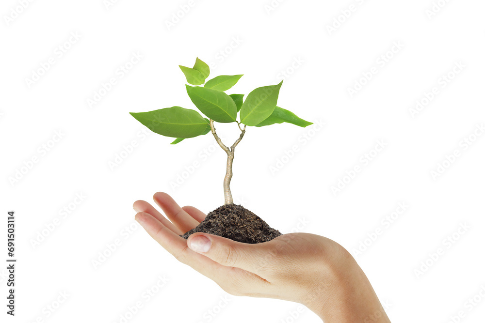 Human hands holding sprout young plant tree Human hands holding sprout young plant tree