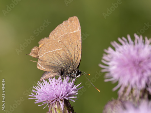 White-letter Hairstreak Feeding on Creeping Thistle photo