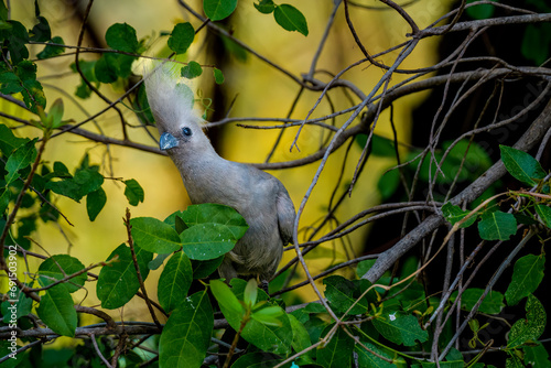 Grey go-away-bird (Corythaixoides concolor), Cubango River,  Bwabwata National Park, Namibia photo