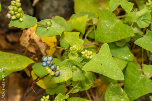 Mile-a-Minute Weed - Persicaria perfoliata