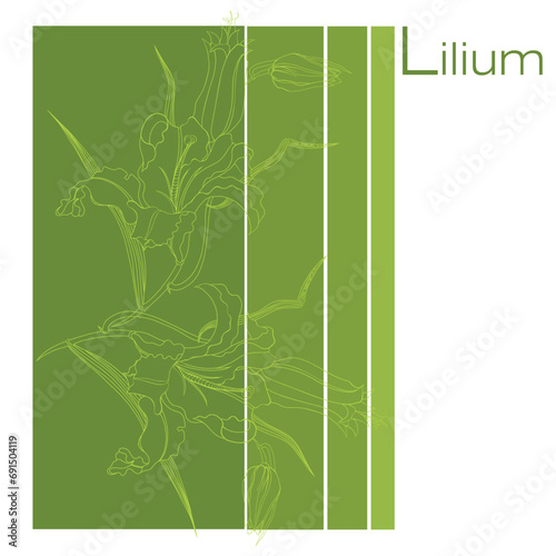 Сomposition of lily flowersr. Hand-drawn. A linear drawing on a transparent background.