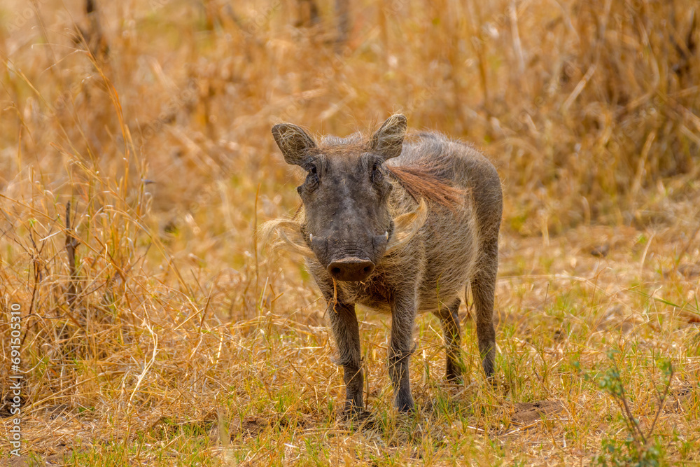 Warthog,  Mahango Game Reserve, Bwabwata National Park, Namibia