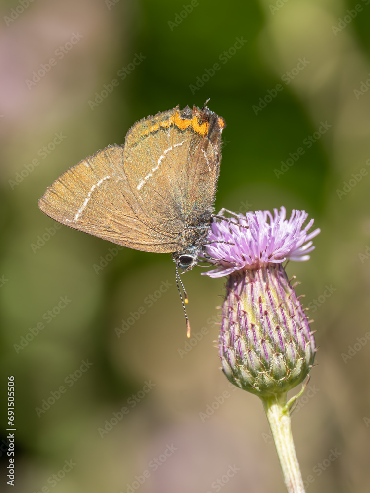 White-letter Hairstreak Feeding on Creeping Thistle White-letter Hairstreak Feeding on Creeping Thistle