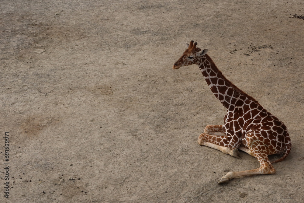 Obraz premium Close up of lonely baby giraffe sitting or resting on the field taken in Kyoto City Zoo, Japan