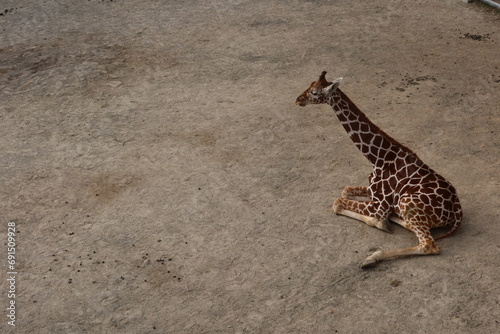 Close up of lonely baby giraffe sitting or resting on the field taken in Kyoto City Zoo, Japan