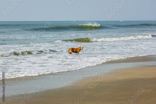 stray red dog stayes on sand beach near the ocean or sea