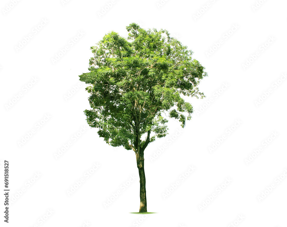 Trees Isolated tree on white background