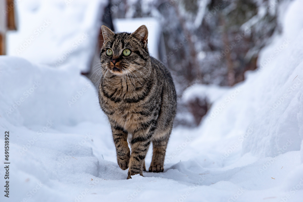 Cat walking in the snow in the countryside Cat walking in the snow in the countryside