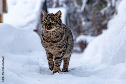 Cat walking in the snow in the countryside