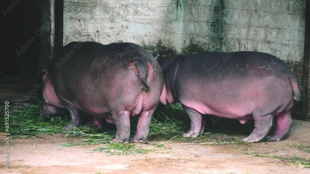 Two hippos grazing in a zoo enclosure, showcasing their natural behavior. Two hippos grazing in a zoo enclosure, showcasing their natural behavior.