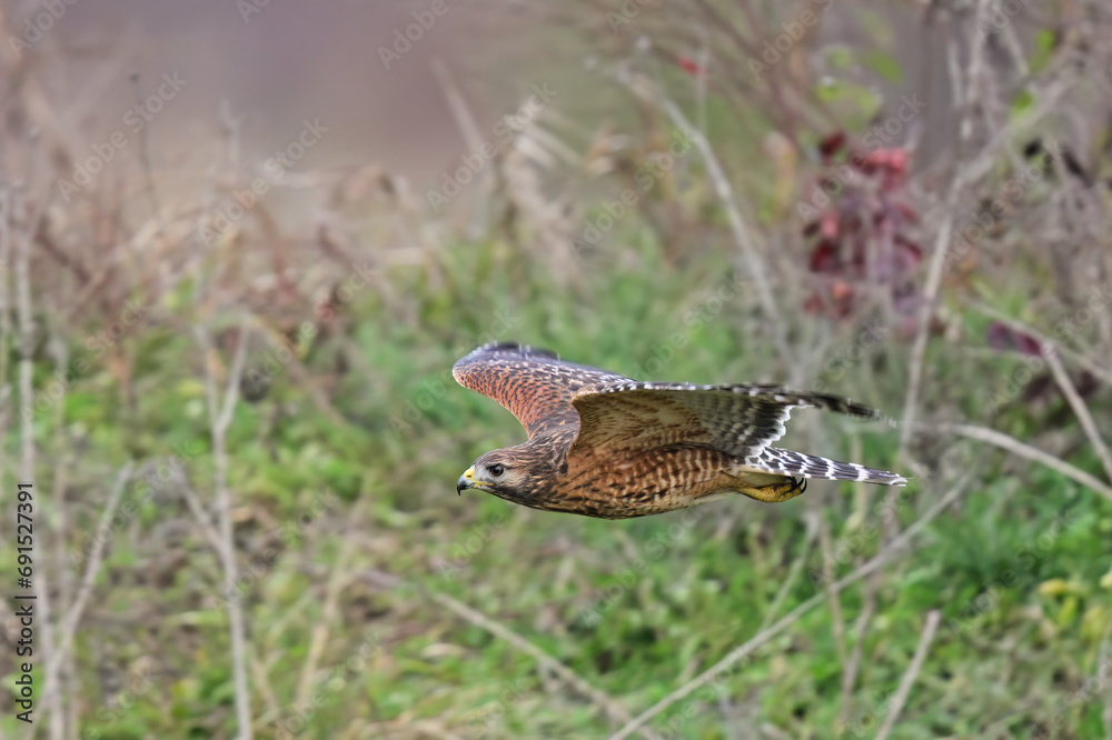 Fototapeta premium Red-shouldered Hawk in Flight