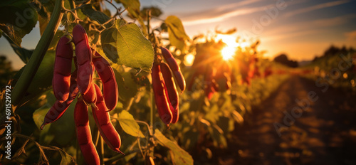 vegetables beans production and cultivation, green business, entrepreneurship harvest. sunset