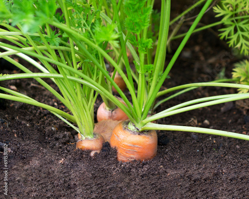 Carrot plant in garden.