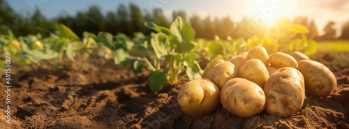 vegetables potato production and cultivation, green business, entrepreneurship harvest. banner photo