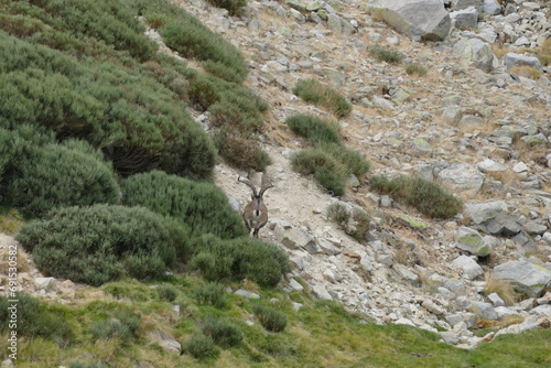 deer on the rooks