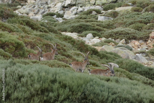 deer on the rooks