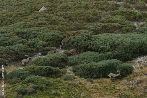 deer on the rooks