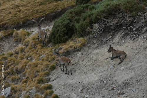 deer on the rooks
