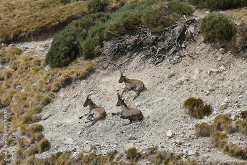 deer on the rooks