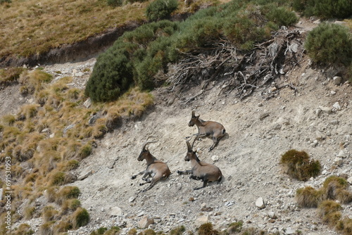 deer on the rooks