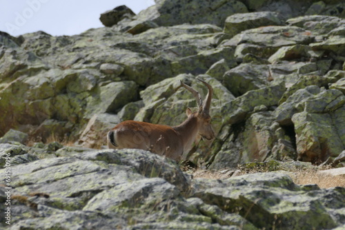 deer on the rooks