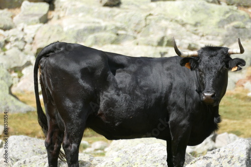 BULL MOUNTAIN