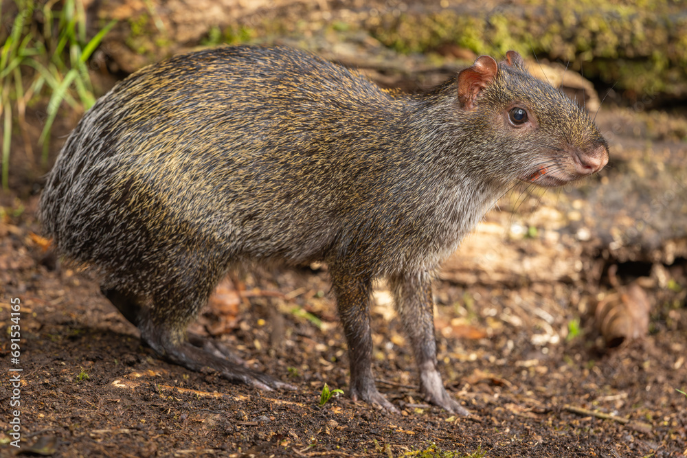 Central American Agouti in natural habitat