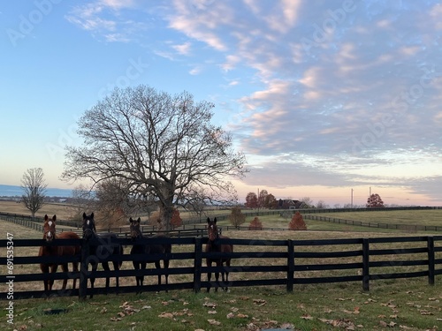 Pink Sunrise with Thoroughbred Weanlings photo