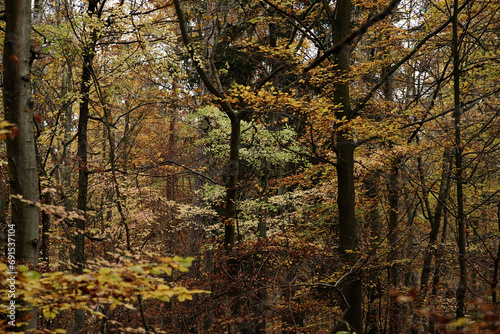 trees in the autumnwood