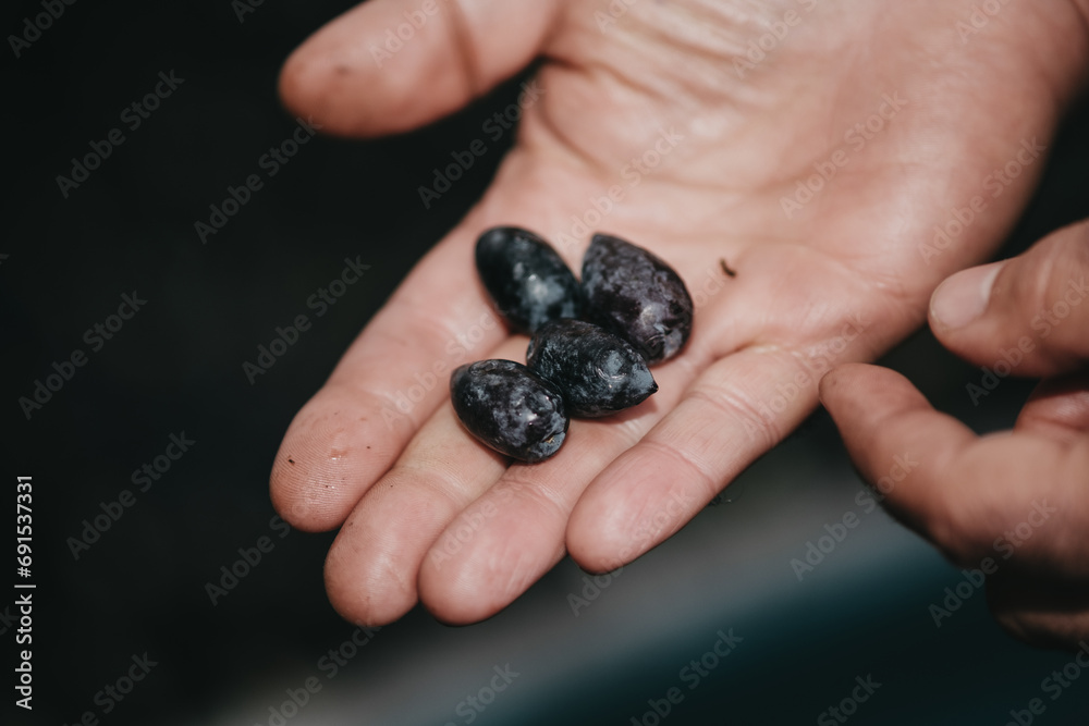 a man showing some olives a man showing some olives