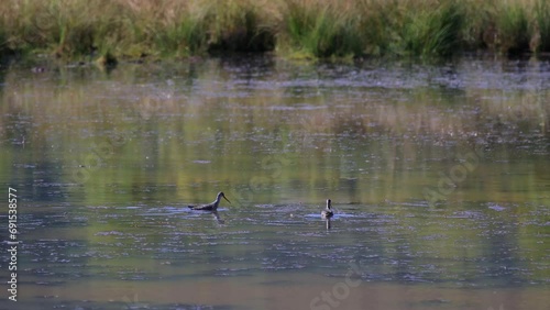 Sandpiper bird swims and feeds on the lake