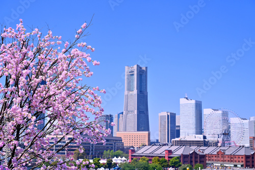 Obraz na płótnie Cherry blossom or Sakura full bloom with Cityscape of Yokohama city, Skyline and office building in Minatomirai, Yokohama city port, Kanagawa, Japan w salonie