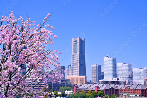 Cherry blossom or Sakura full bloom with Cityscape of Yokohama city, Skyline and office building in Minatomirai, Yokohama city port, Kanagawa, Japan