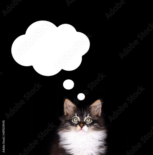 A cute cat is in an isolate...