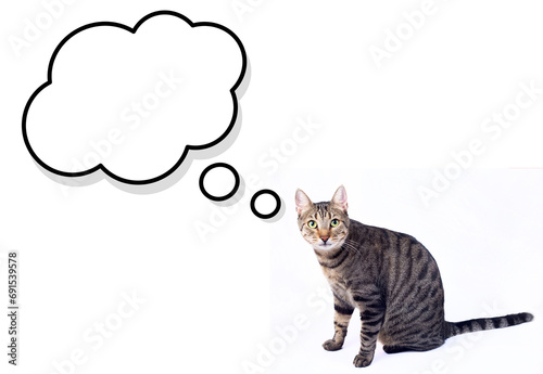 A cute cat is in an isolate...