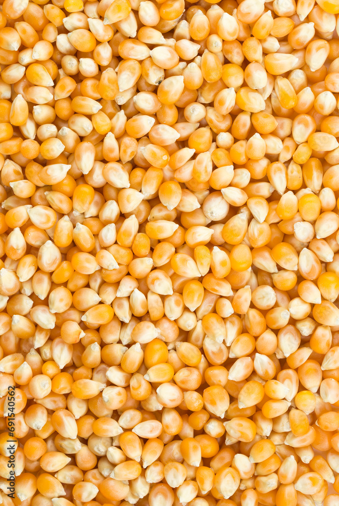 Dried corn isolated, on the white background. Dried corn isolated, on the white background.