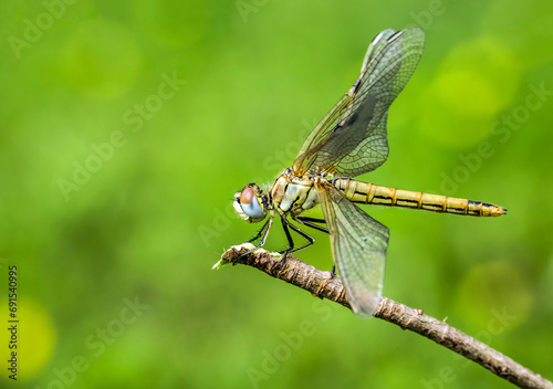 Beautiful nature scene dragonfly. Showing of eyes and wings detail. © Esin Deniz