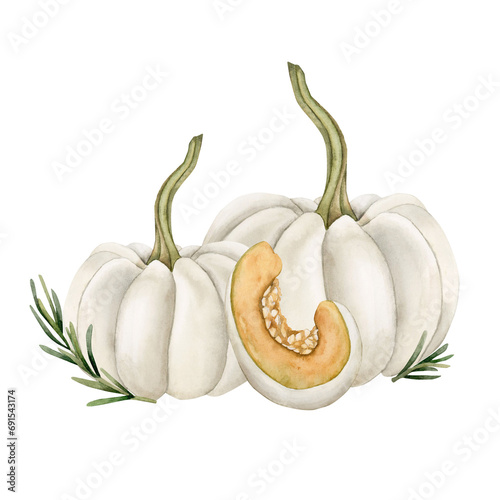 Composition of white pumpinks with rosemary sprigs. Fresh vegetables. Watercolor illustration isolated on white photo