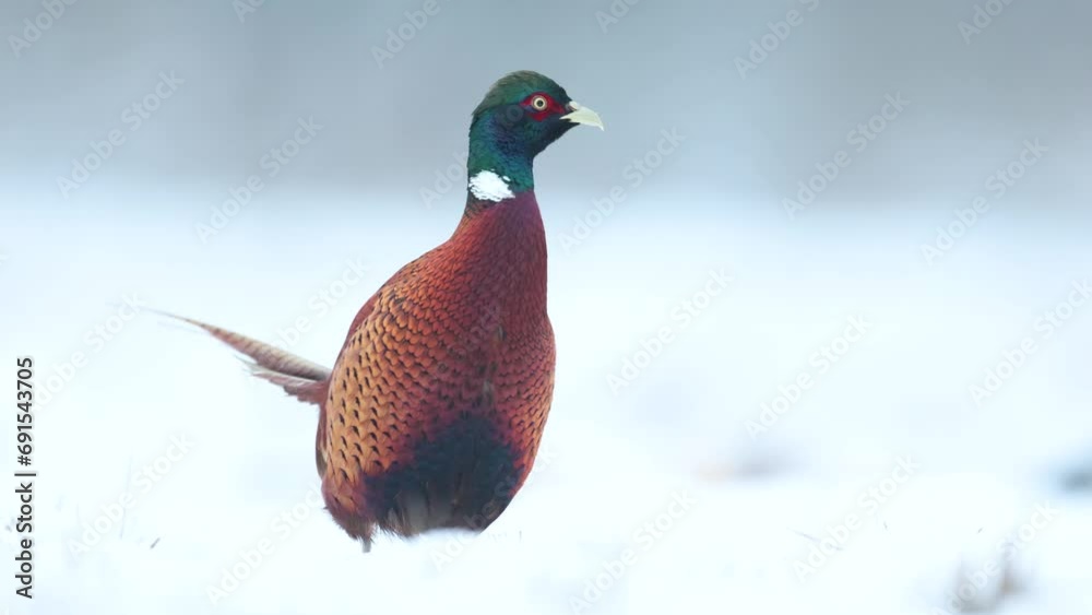 Bird Common pheasant Phasianus colchius Ring-necked pheasant in natural habitat, blue background, snowy grassland Poland Europe winter time Bird Common pheasant Phasianus colchius Ring-necked pheasant in natural habitat, blue background, snowy grassland Poland Europe winter time