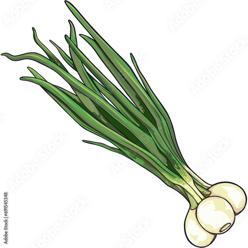 onion isolated on white background