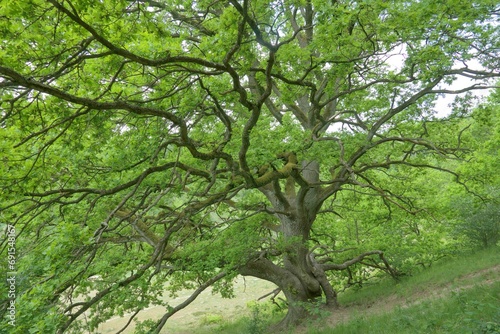 Large, old oak tree growing on a hillside